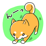 My Shiba dog 2