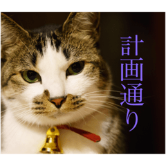 NyankosDailyLife