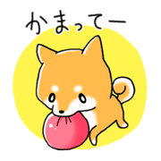 My Shiba dog
