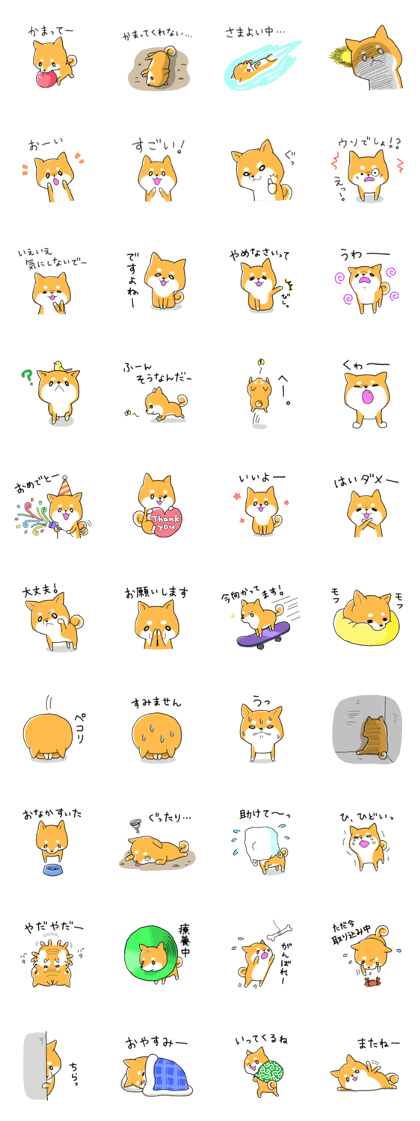 My Shiba dog