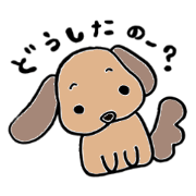 Marron of Dachshund