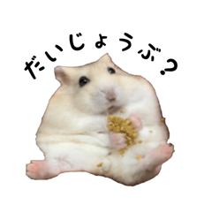 hamster nats&purin