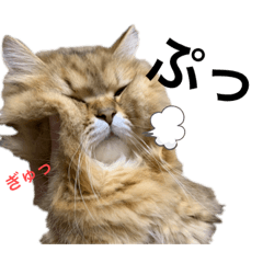 nyankodomo