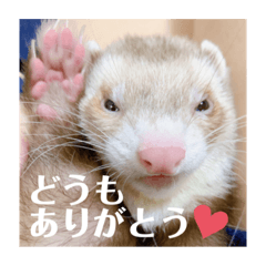 The cute ferrets stickers 2