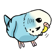 real shell grass parakeets