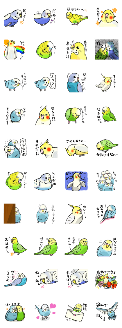 real shell grass parakeets