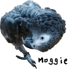 Moggie sticker