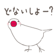 関西弁の白文鳥