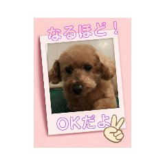 トイプーだよ♡ルナちゃん
