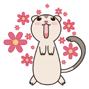 lovely ferret