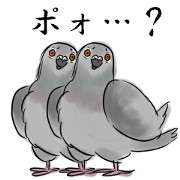 Real pigeon
