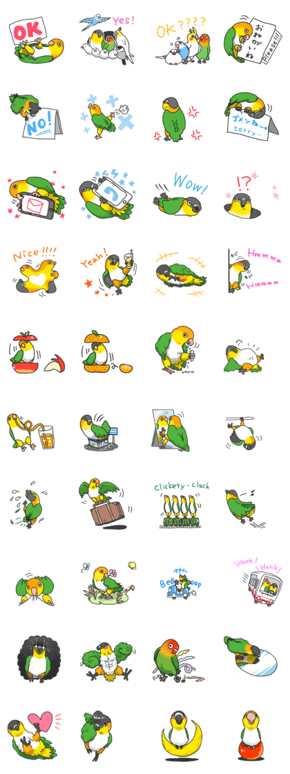 Pionites leucogaster&Black-headed Caique
