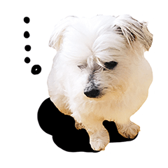 Cute Maltese dog Sticker