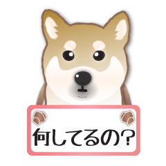 Contact sticker of a Shiba dog.