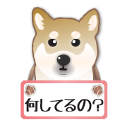 Contact sticker of a Shiba dog.