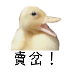 Duck_dish bun
