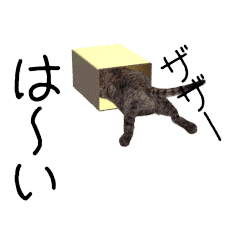 Kijitora cat animation sticker.