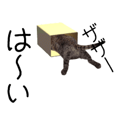 Kijitora cat animation sticker.