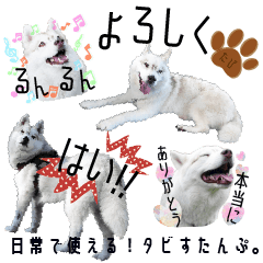 SIBERIAN HUSKY'S Sticker