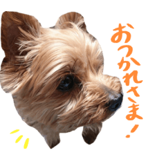 Stickers for Yorkshire Terrier lovers