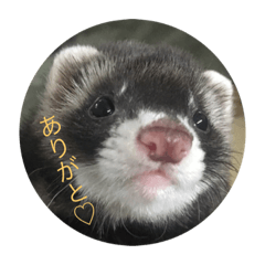 alice_20200229215424