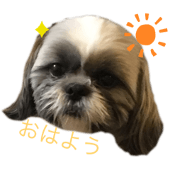 Koko_20200229221828