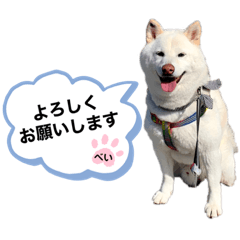 White Shiba Inu "Bay"3