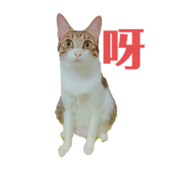 哺哺老大第五彈-之新成員屁屁