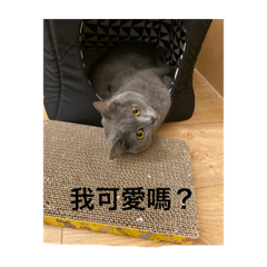 小不點的王子生活