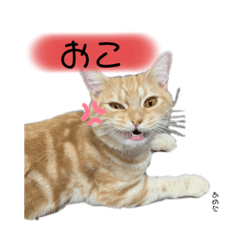 あめ太すたんぷ