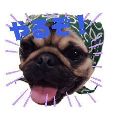 pug dog Kotetu