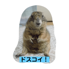 Jackie_20200301181256