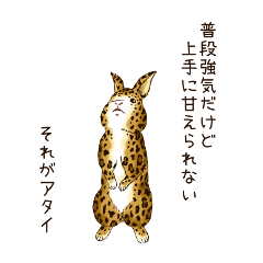 Rabbit leopard