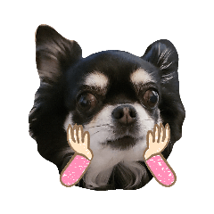 prettydogmimi