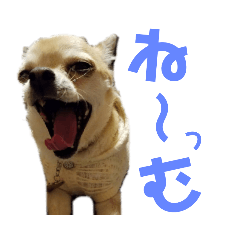 rina_2020030120135