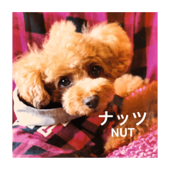 Toypoodle Nut 2