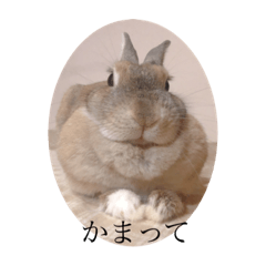 The daily life of my sweet rabbit ①