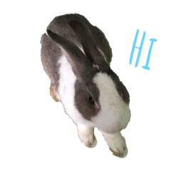 cute rabbit png sticker