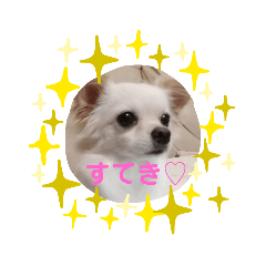 chihuahua no kuchan