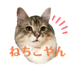 Suzu_20200222