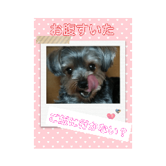 ヨーキーの日常5