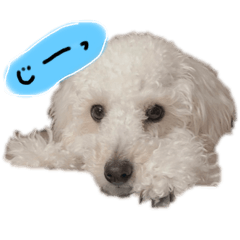 White Toypoodle OMOCHI