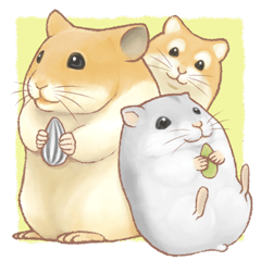 Lovely tiny hamsters and humorous hammy