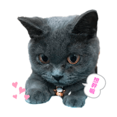 凱蒂公主的日常٩(˃̶͈̀௰˂̶͈́)و