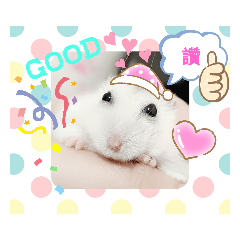 hamster Bean Bean life