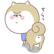 Petoko Park  Pomeranian