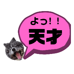 秋田犬カッツと茶羽4 Line スタンプ Line Store