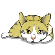 This is my cat 1