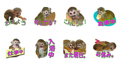 Squirrel Monkey Baby 2