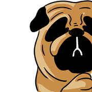 Shy of pug